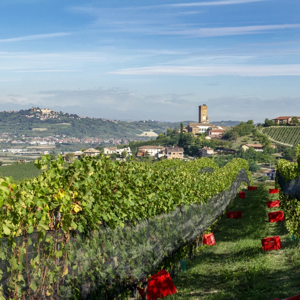 The Asili vineyard